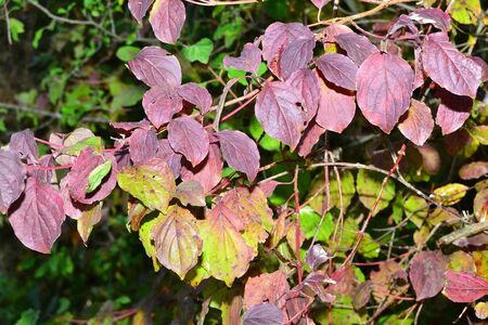 leaves in autumnの写真素材