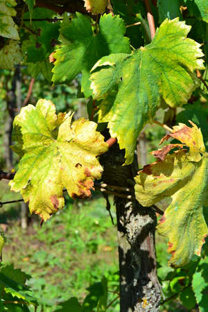 leaves of grapevine in fallの写真素材