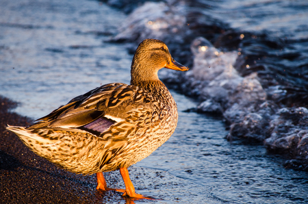 the ducks of the Lake of Bolsenaの写真素材