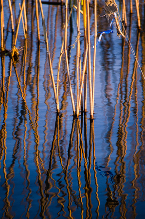 abstract background reflections of aquatic vegetation on Lake Bolsenaの写真素材