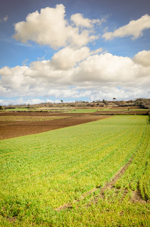 landscape with wheat fields with cloudy skyの写真素材