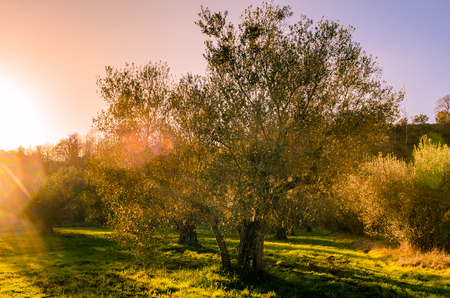 view of a plantation of olive trees on the shores of Lake Bolsenaの写真素材