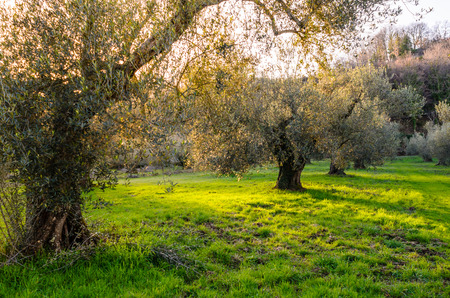 view of a plantation of olive trees on the shores of Lake Bolsenaの写真素材