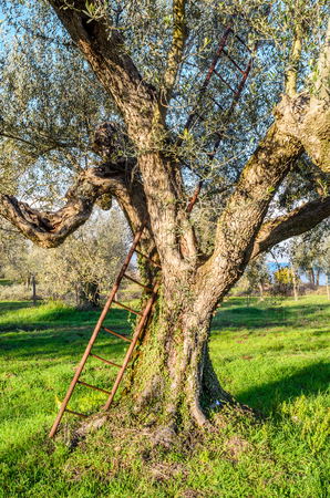 view of a plantation of olive trees on the shores of Lake Bolsenaの写真素材
