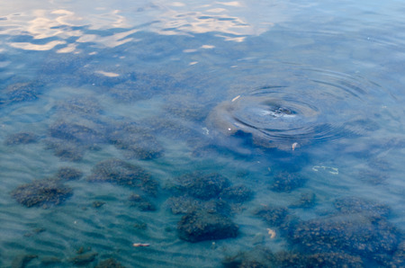 reflections on the lake of bolsena with clouds at sunsetの写真素材