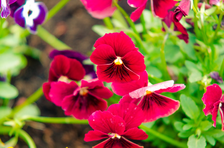 spring photo with assorted colored flowers in a gardenの写真素材