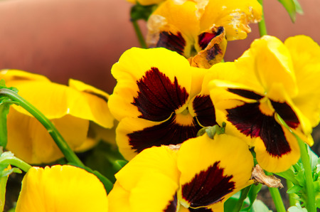 spring photo with assorted colored flowers in a gardenの写真素材