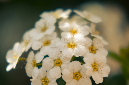 spring photo with hawthorn flowersの写真素材