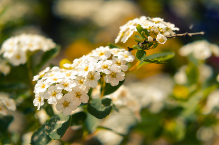 spring photo with hawthorn flowersの写真素材
