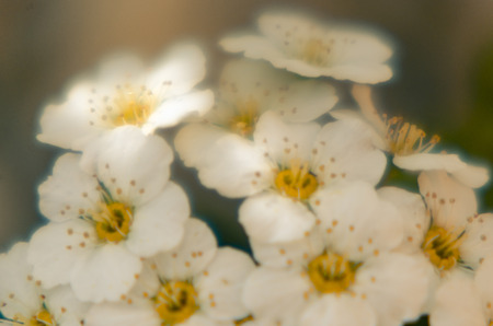 spring photo with hawthorn flowers