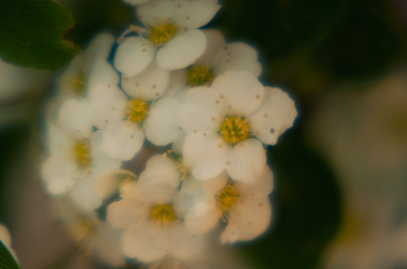 spring photo with hawthorn flowersの写真素材