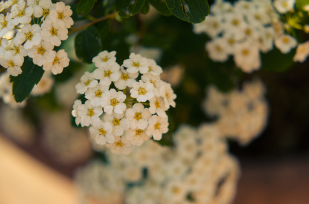 spring photo with hawthorn flowersの写真素材