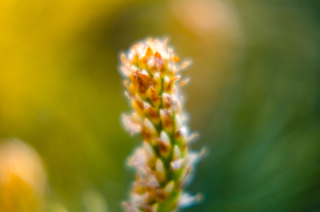 close up of pine needles in spring with buds in the middle