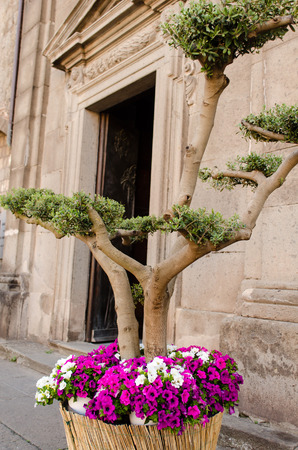 the staging of the San Pellegrino in fiore event in viterboの写真素材