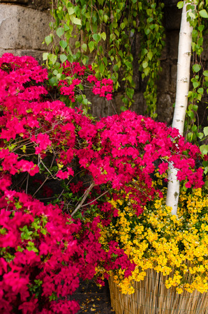 the staging of the San Pellegrino in fiore event in viterboの写真素材