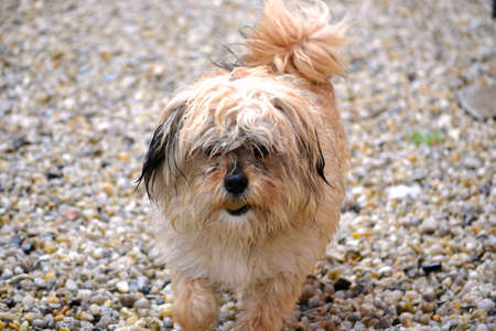 Pet dog playing on the stonesの写真素材
