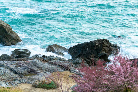 ROCKS AND PLANTS AT SEAの写真素材