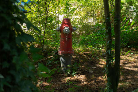 Fire hydrant in the middle of a wooded area