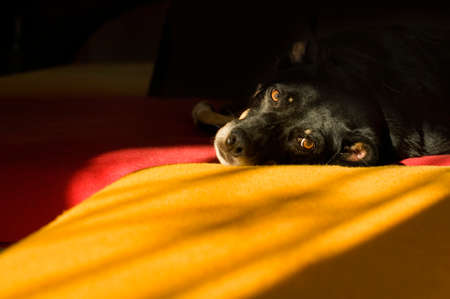 dog relaxing on a sofaの写真素材
