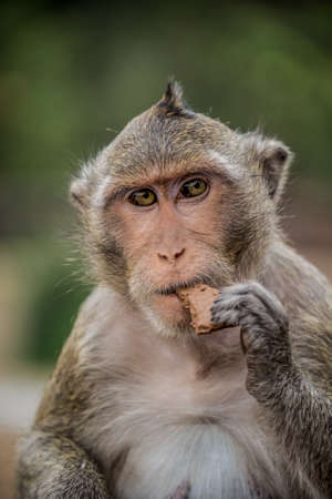 Joy full monkey having  a laugh at Angkor Wat Temple in Cambodia 