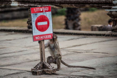 Joy full monkey having  a laugh at Angkor Wat Temple in Cambodia の写真素材