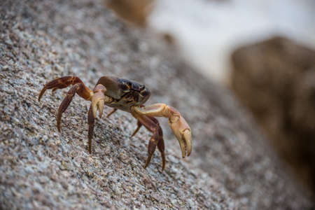 Asian Crab on a Rock at Similan Tropical Island, Thailand. South East Asia.の写真素材