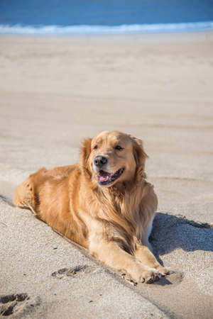 Beautiful Dog Golden Retriever breed enjoying at the beach.  Argentina South America.の写真素材