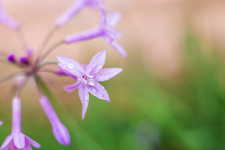 Detailed flower with tiny rain droplets.