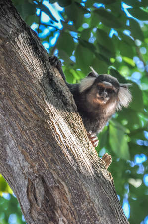Curious strange monkey at Praia do Forte, Bahia, Brazil.