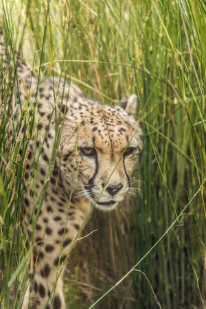 Beautiful Predator, Cheetah looking with attention.