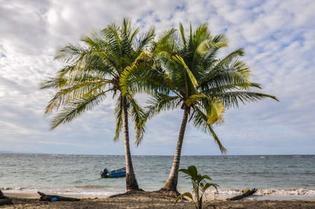 A couple of palm trees at Puerto Viejo, Costa Rica.の写真素材