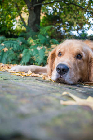 Laying at the grass, cute expression.の写真素材