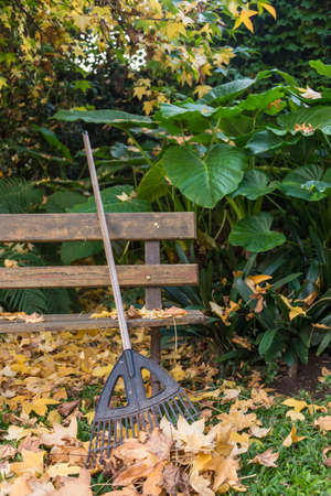 Clean up leaves of Octuber. Beautiful Garden.