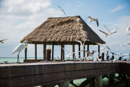 Beautiful sea colors, caribbean. Traveling through Mexico, Quintana Roo.