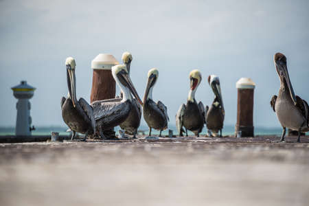 Brown and White Pelicans at a Pier in Holbox Island. Near Cancun.の写真素材