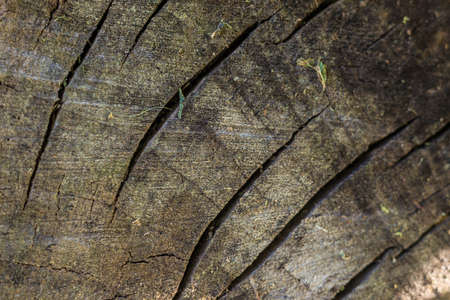 Design element, wooden background. Tile.の写真素材