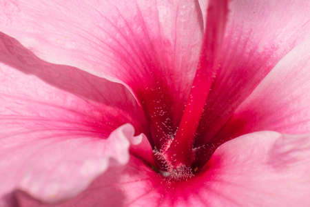 Extreme closeup of a Pink rare flower.の写真素材