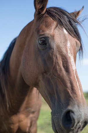 Argentina Countryside Polo animal special horse.の写真素材