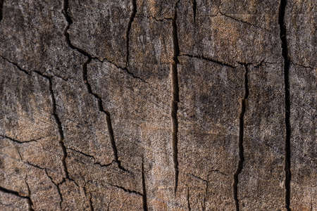 Design element, wooden background. Tile.の写真素材