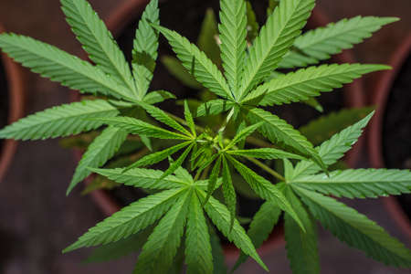 Farming Marijuana plants, home plants. Green Drug.の写真素材
