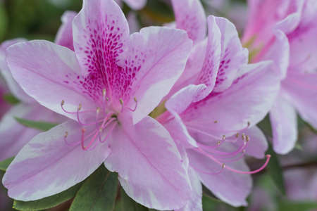 Japan Flower, Azalea, gardening.の写真素材