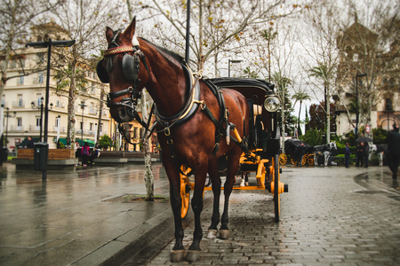 Traditional carriage with brown horse in Seville, Spainの写真素材
