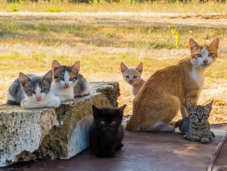 Italian Cats Familyの写真素材