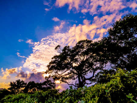 Yala National Park, Sri Lankaの写真素材