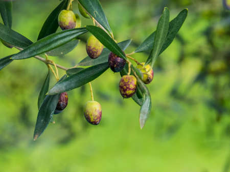 Olive tree close upの写真素材