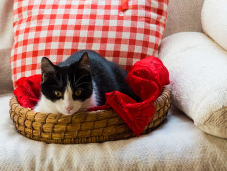 Adorable cat in basketの写真素材