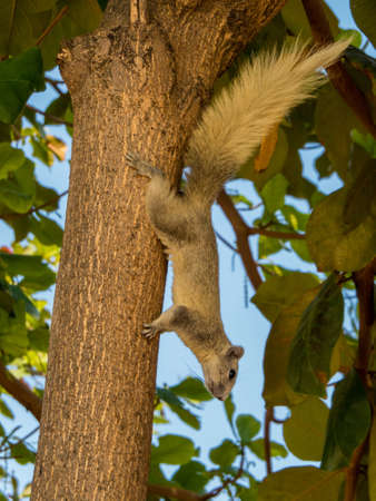 Squirrel on tree in Jomtien, Pattaya, Thailandの写真素材