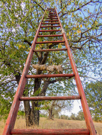 Wooden ladder on Tree. In Canino, Italyの写真素材
