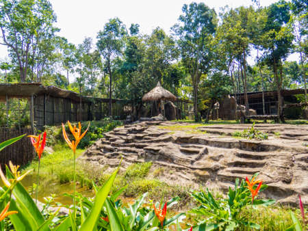 Lions in the Vinpearl Safari zoo park, Phu Quoc, Vietnamのeditorial素材