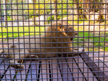 White Lion in Zooの写真素材